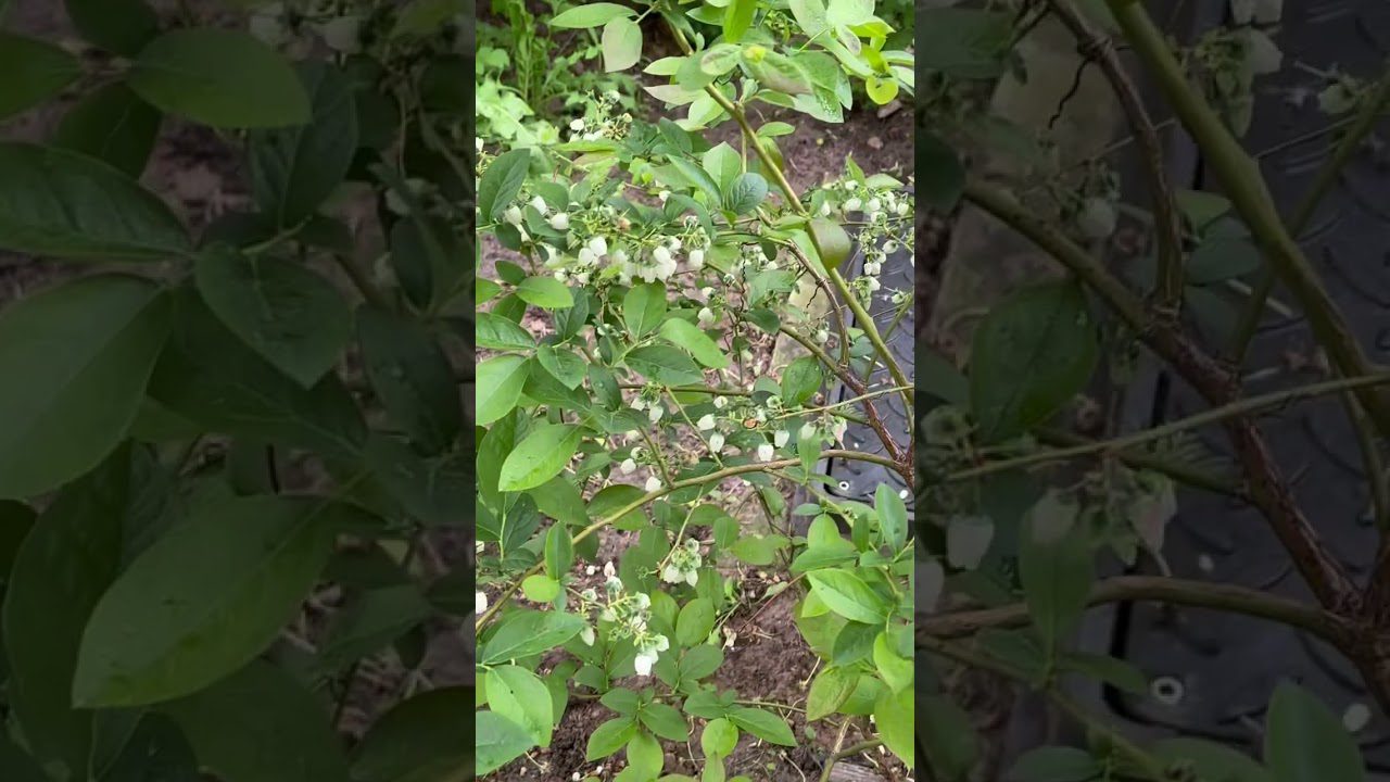 Дачники розповіли, навіщо закопувати ржаві цвяхи під кущі лохини