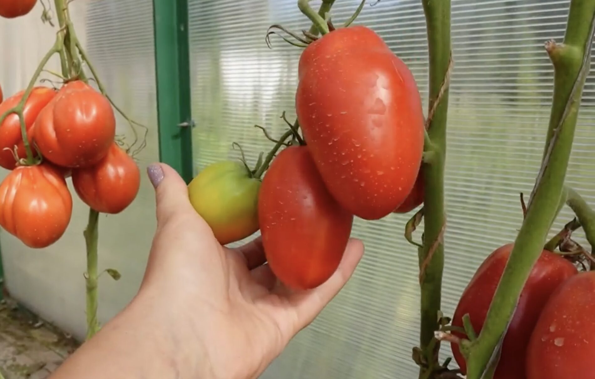 Городники назвали 3 найгірші сорти томатів для грядок