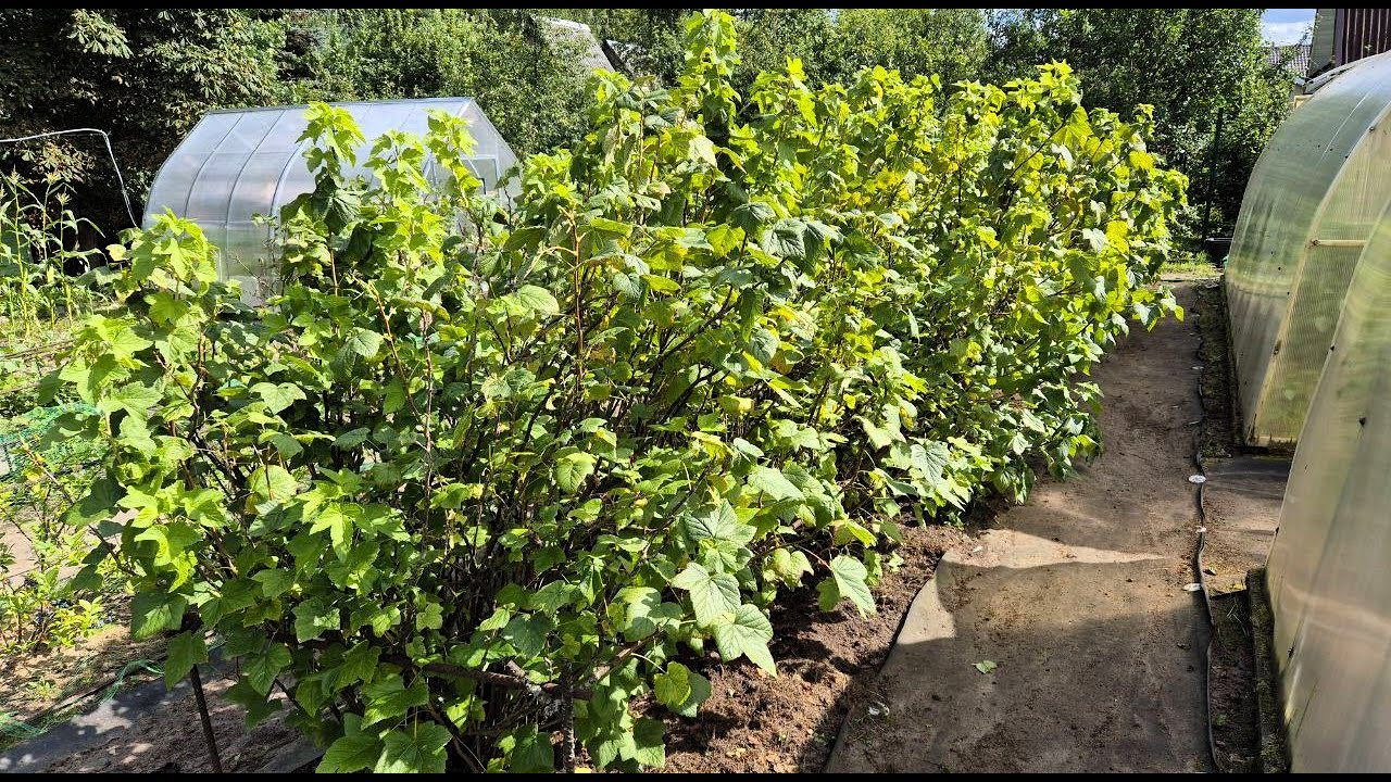 Експерти порадили покласти під кущі смородини простий фрукт, який допоможе покращити смак ягід