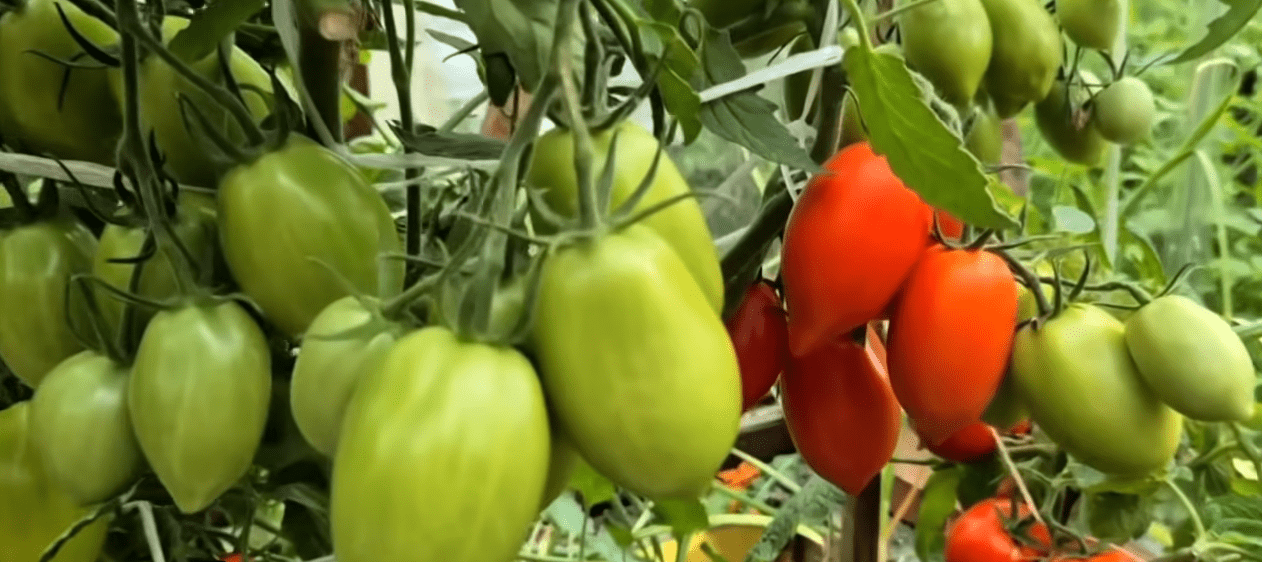 Садівники пояснили, чому змістили термін посадки помідорів – які сорти обрати