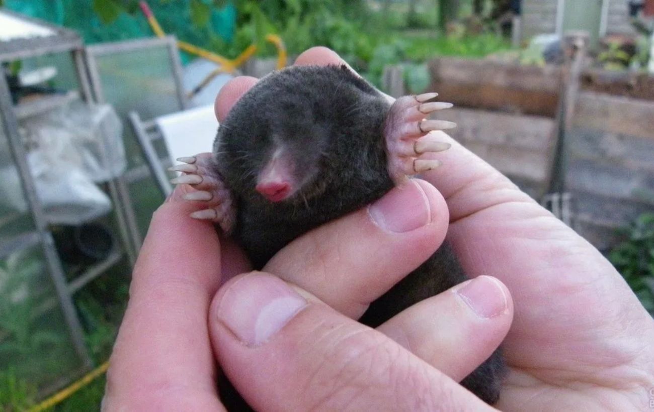 Експерти порадили гуманний спосіб, який допоможе очистити ділянку від кротів без витрат