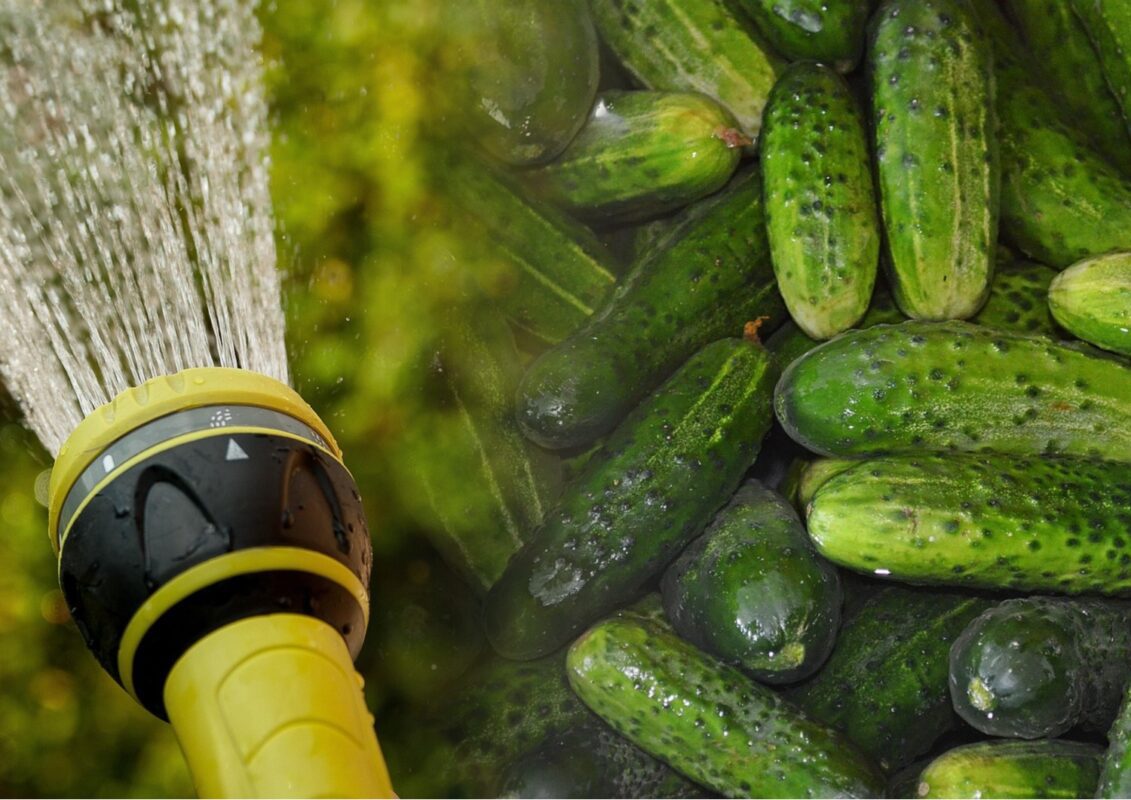 Агрономи назвали ранні сорти огірків, які дають врожай за будь-яких умов