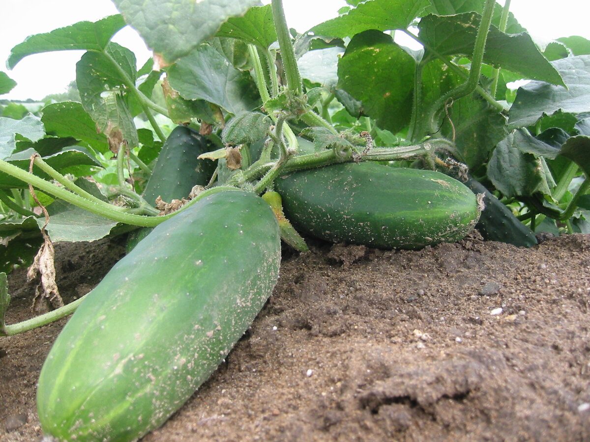 Городники назвали головну помилку, через яку огірки виростають гіркими й кривими