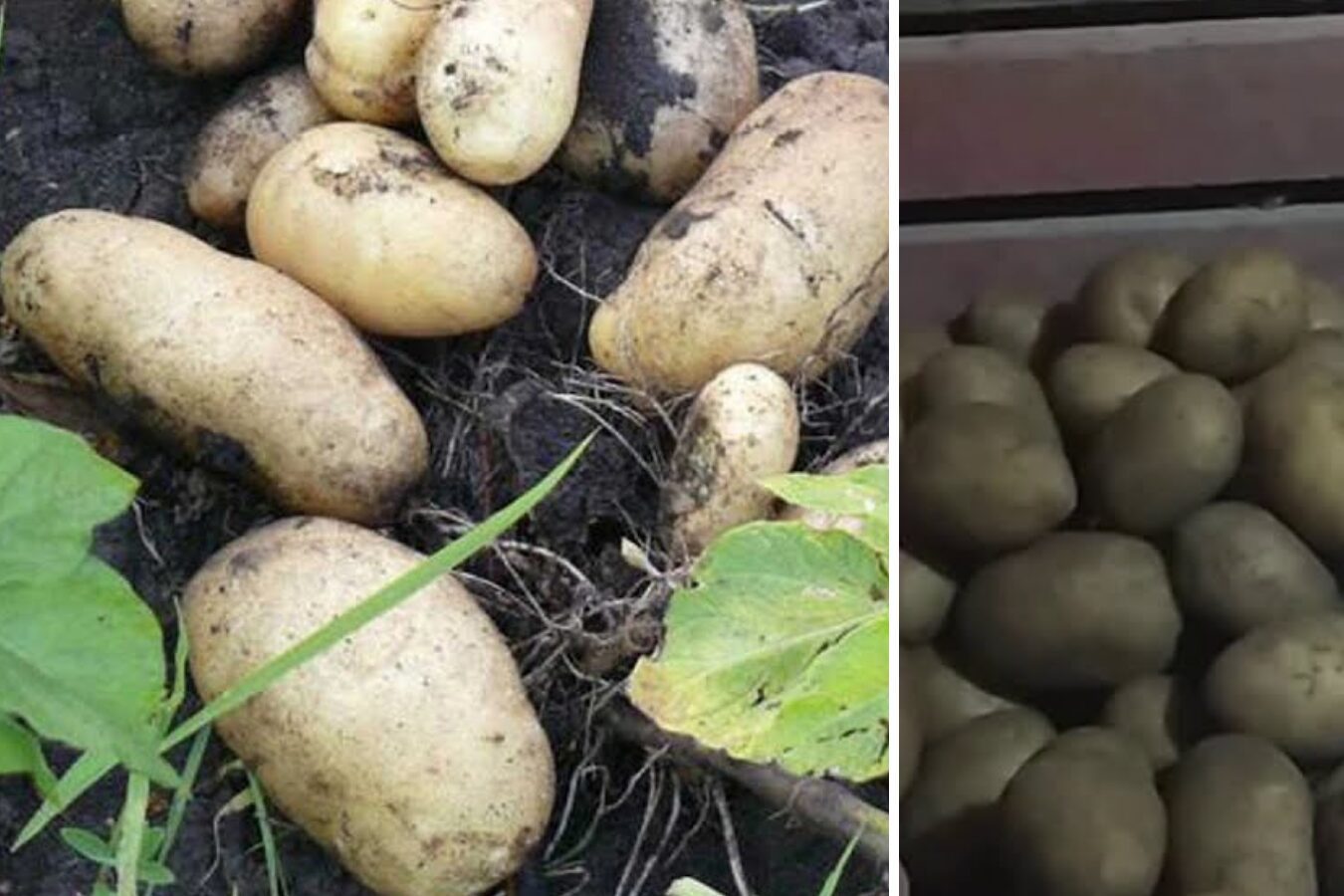 Сорт картоплі Імпала