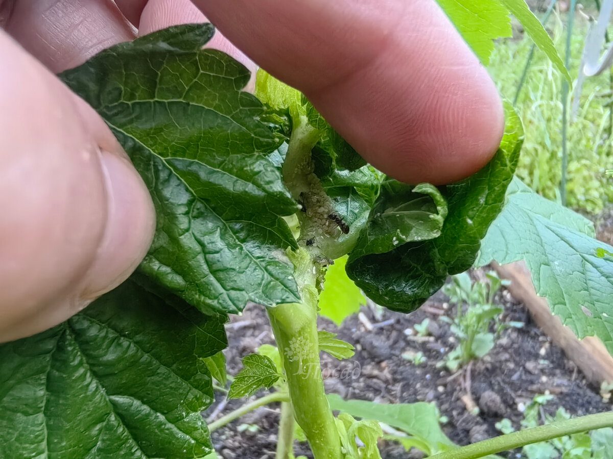 Експерти розповіли, як позбутися мурах і попелиці за допомогою пляшки