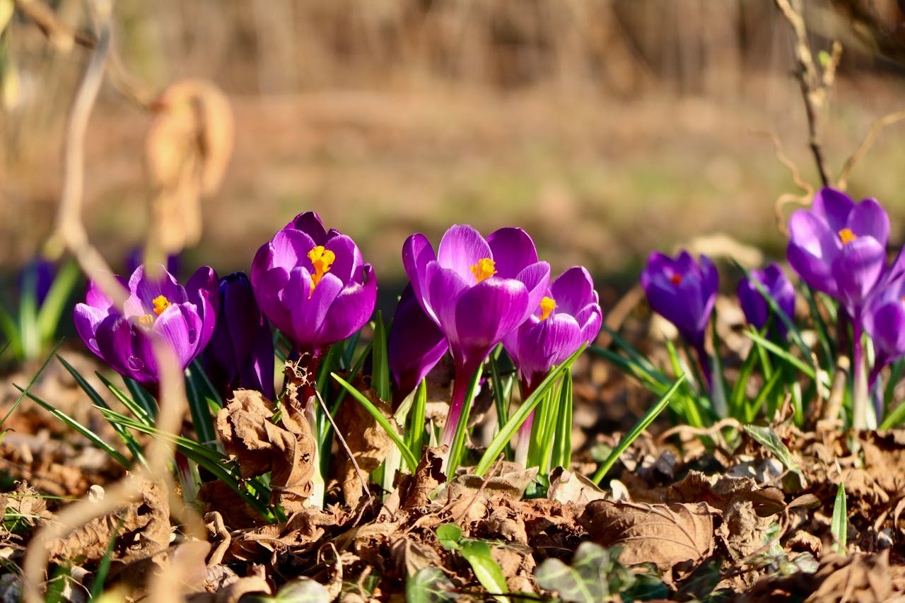 Садівники назвали рослини, які першими прокидаються після зими