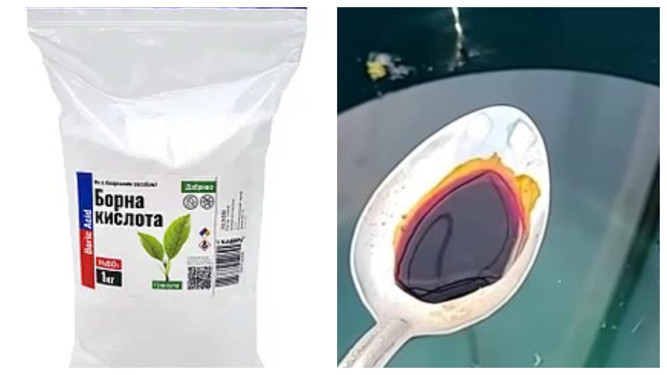 Городники нагадали, як посадити томати, щоб попередити фітофтороз