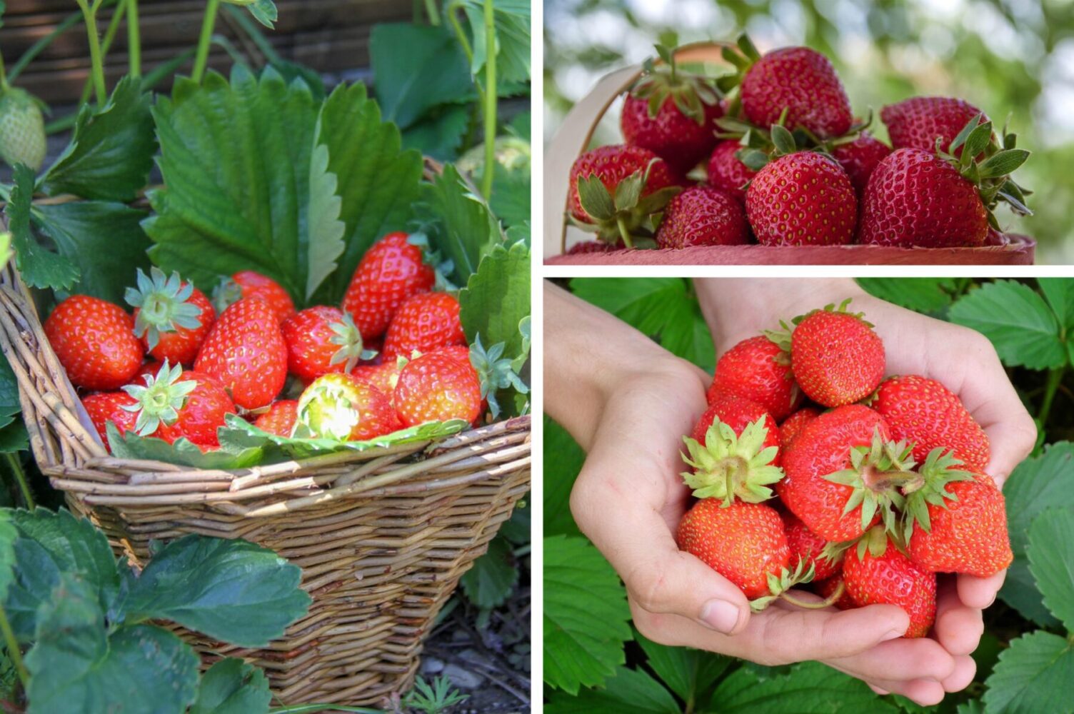 Садівники розсекретили сорти полуниці, які плодоносять аж до заморозків