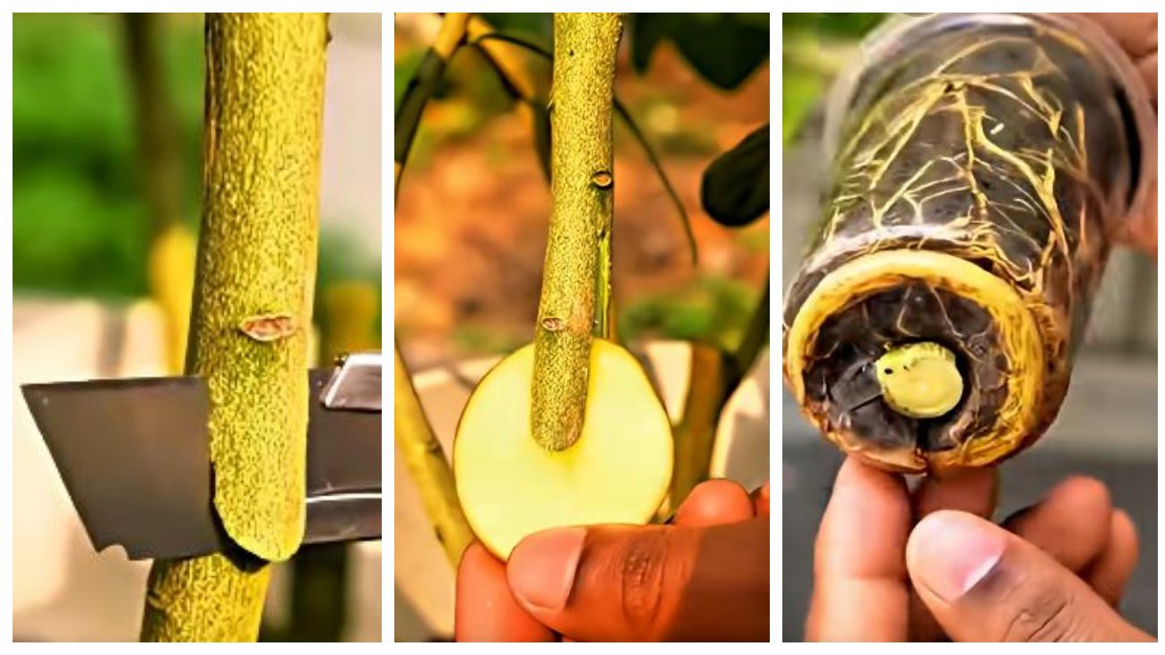 Садівники поділились цікавим методом укорінення рослин