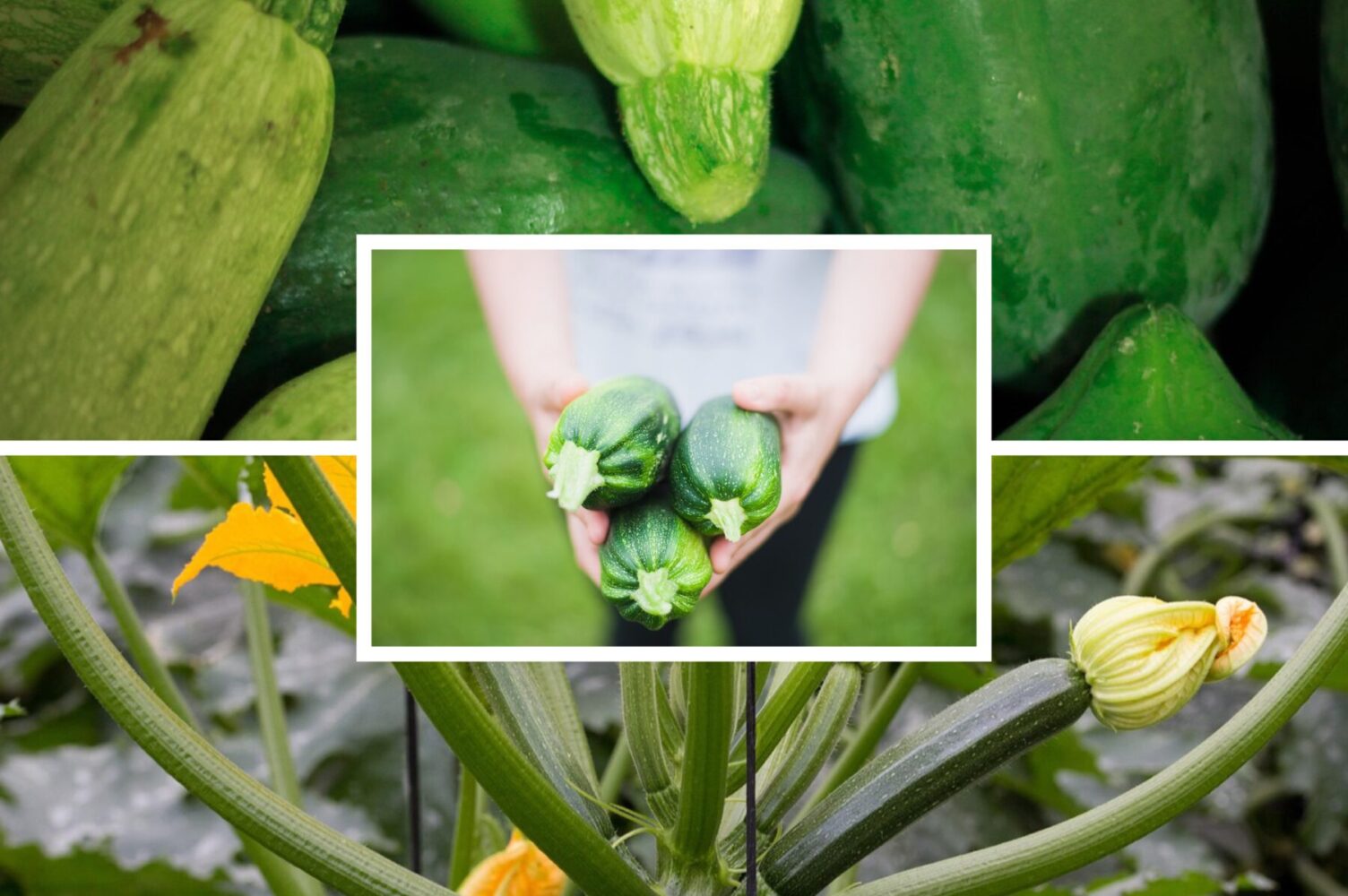 Дачник розповів, коли треба сіяти кабачки під зиму