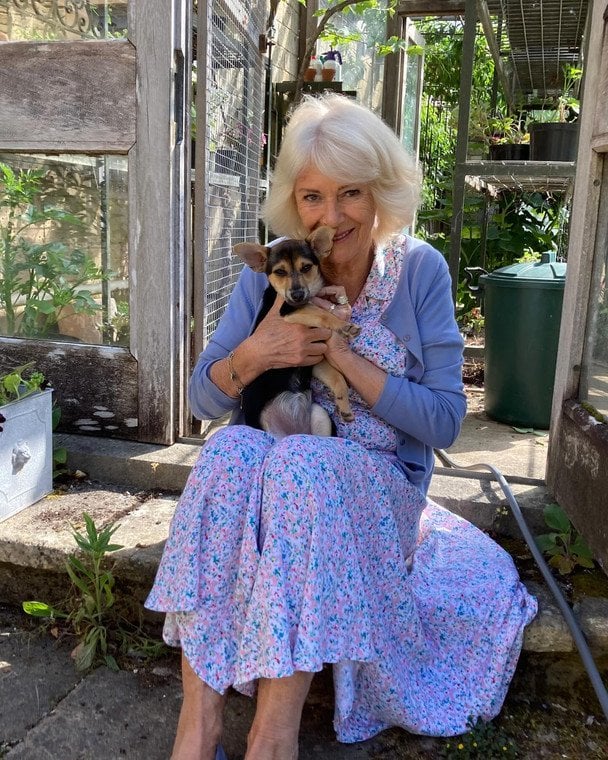 Камілла та її новий вихованець Моллі / © Instagram британської королівської сім'ї