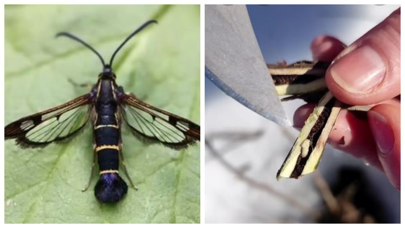 Садівники порадили засіб від смородинової склівки