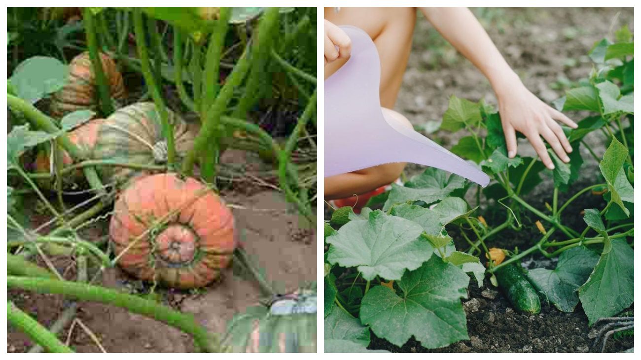 Городники поділилися секретами вирощування огірків