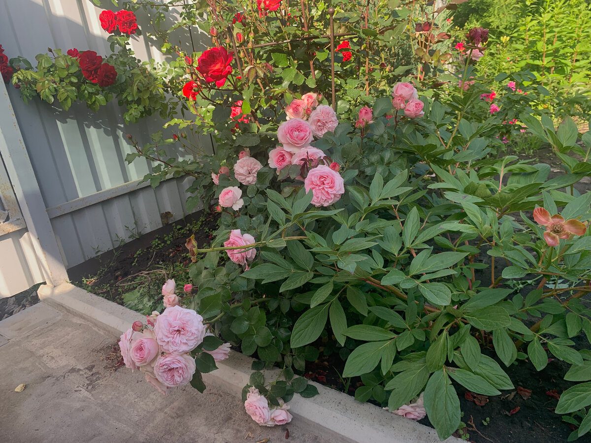 Садівники розповіли, як за допомогою простого добрива покращити цвітіння троянди — порада
