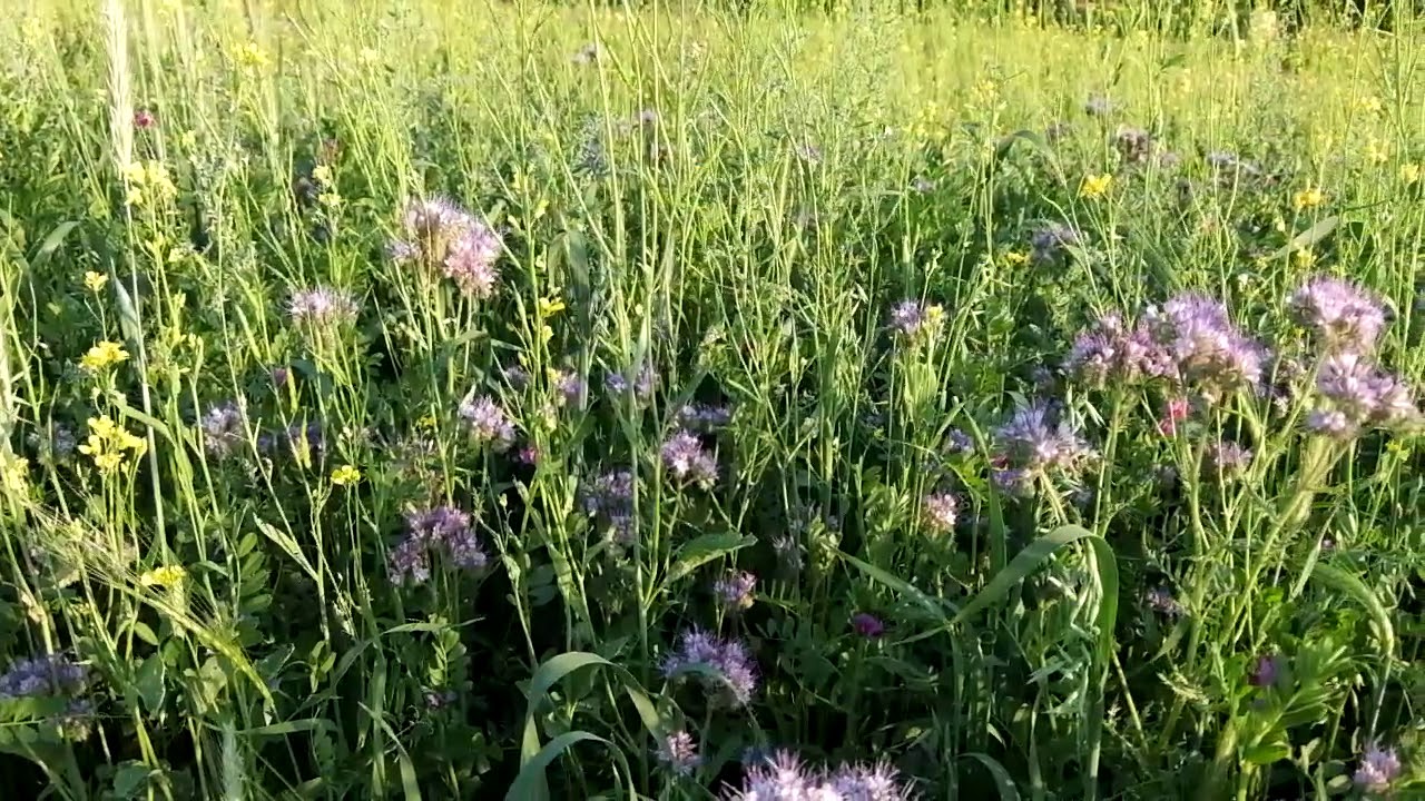 Агрономи розповіли, який сидерат стане золотим добривом для грядок