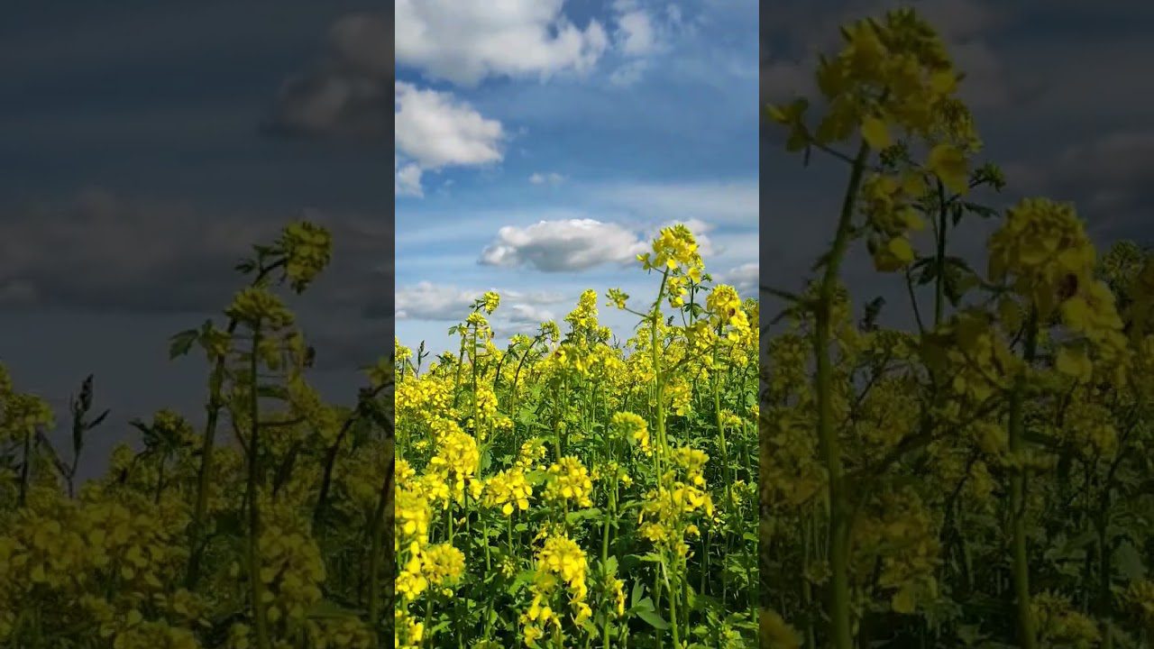 Агрономи розповіли, який сидерат стане золотим добривом для грядок