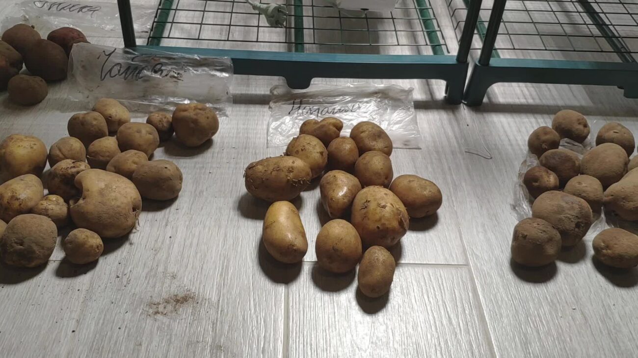 Городники розповіли, який сорт картоплі обрати, аби отримати рекордний урожай плодів