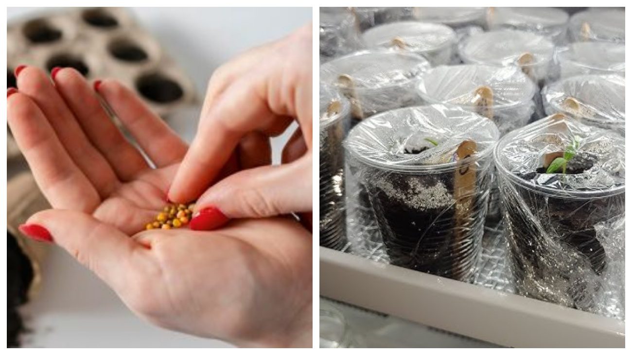 Городники розповіли, чим можна пробудити насіння