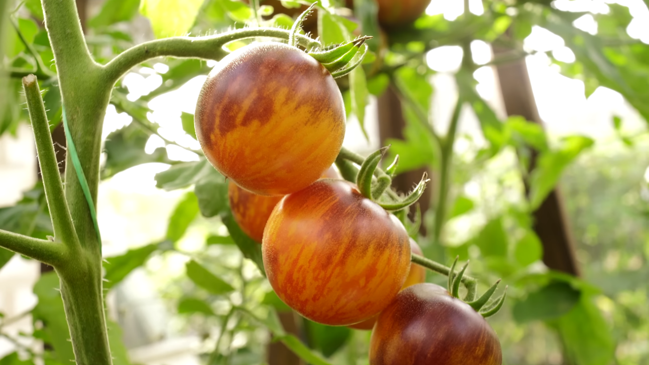 Городники назвали найсолодші та врожайні сорти помідорів-чері 2026