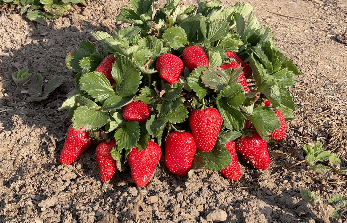 Садівники розповіли, як і чим підживити полуницю для покращення врожайності та росту ягід