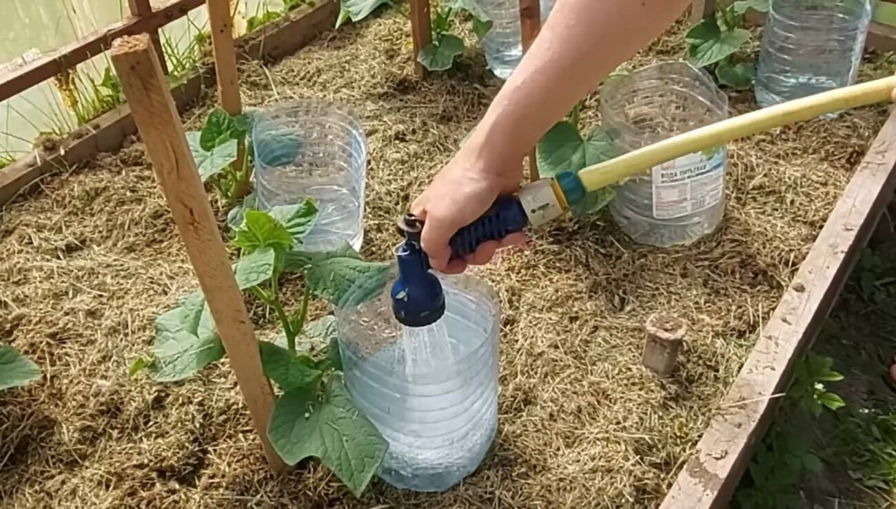 Садівники розповіли, чим корисні пластикові пляшки на городі