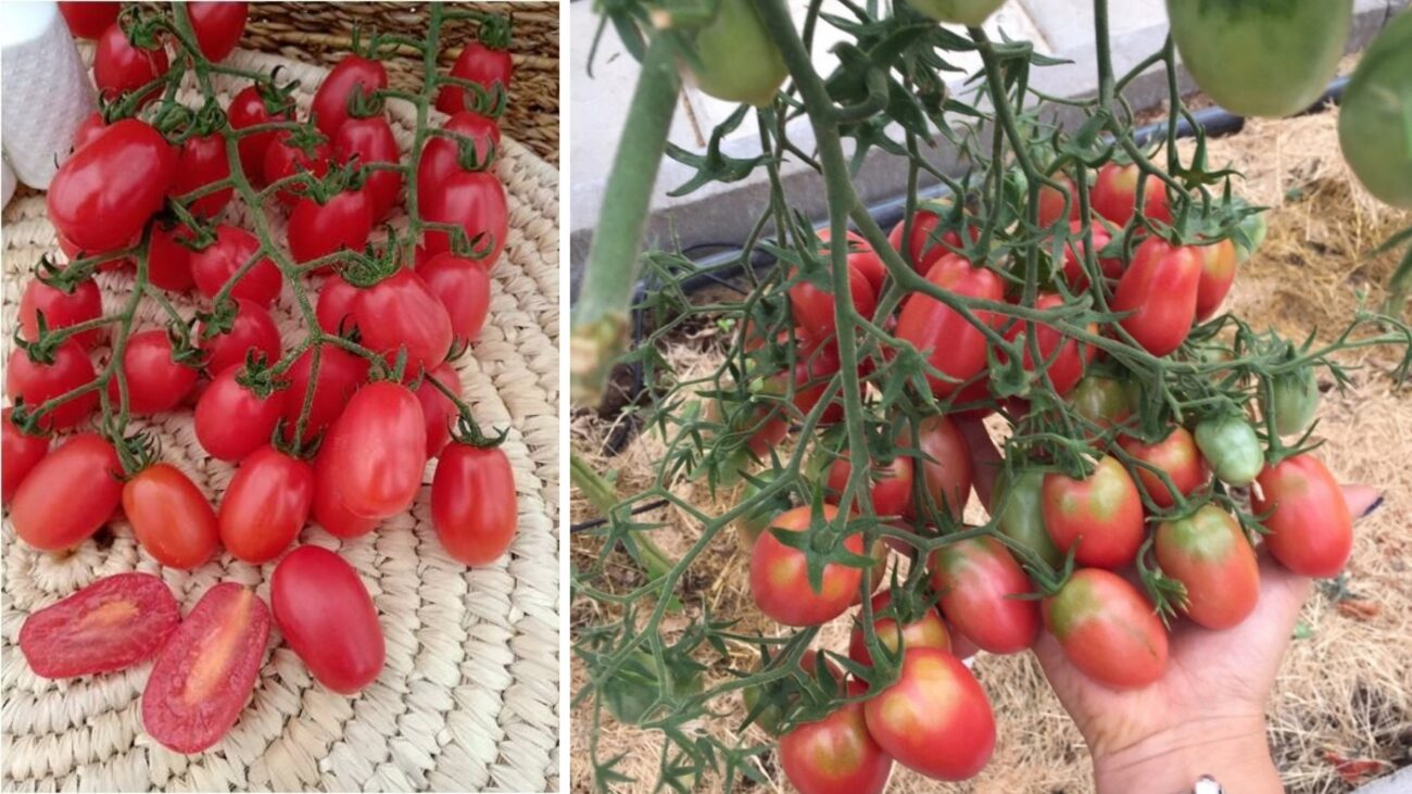 Городники назвали врожайний сорт томатів, який стійкий до фітофтори 