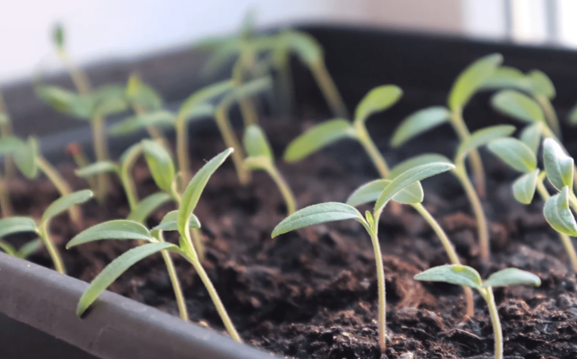 Городники розповіли, як правильно підгодувати перці та помідори глюкозою