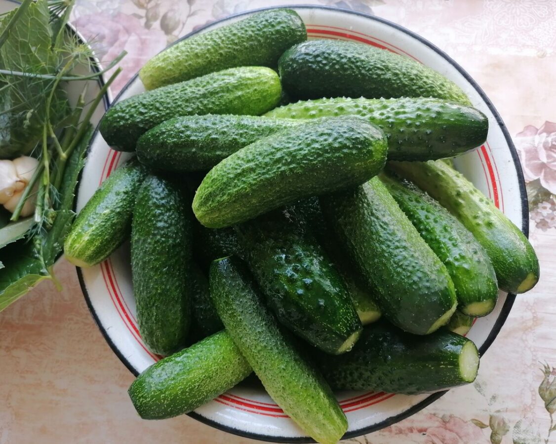 Городники порадили, який сорт огірків обрати для вирощування на грядці для високої врожайності