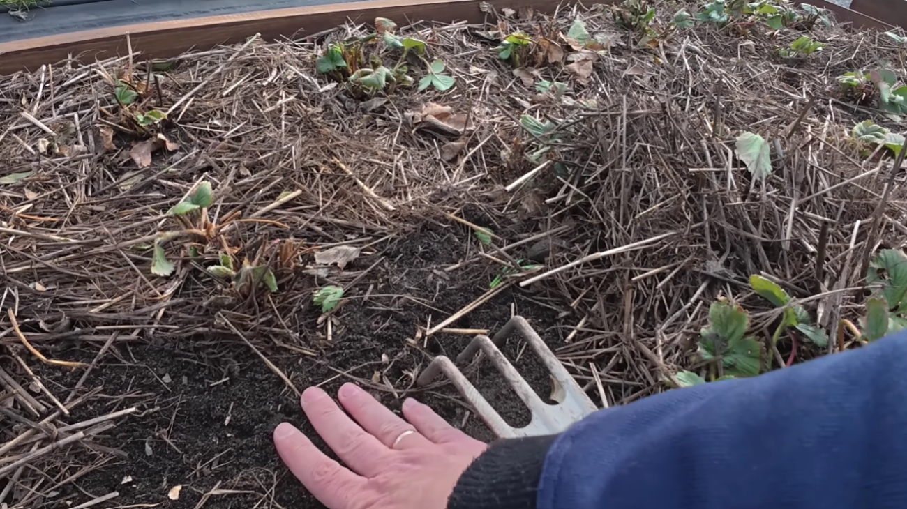 Садівники розповіли, що потрібно обов'язково зробити на грядках із полуницею