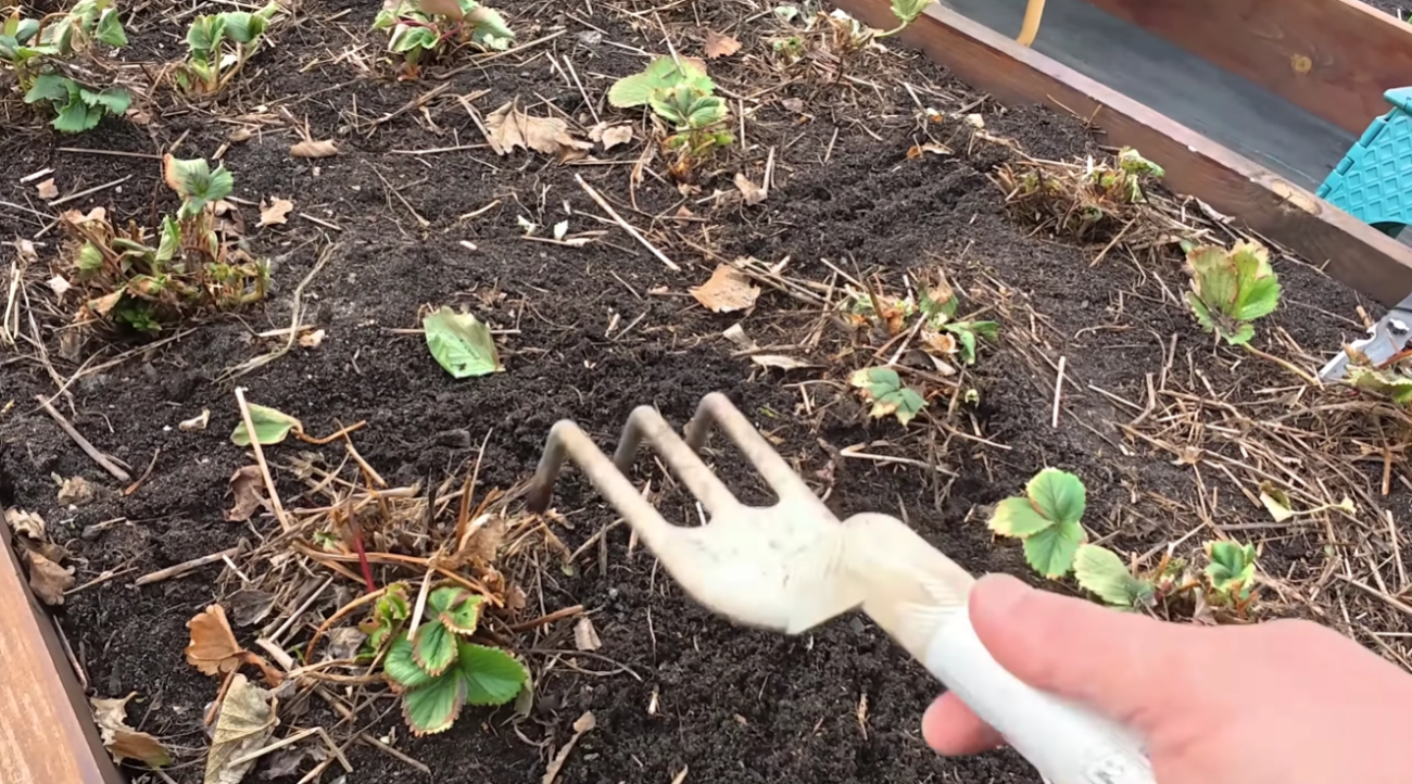 Садівники розповіли, що потрібно обов'язково зробити на грядках із полуницею