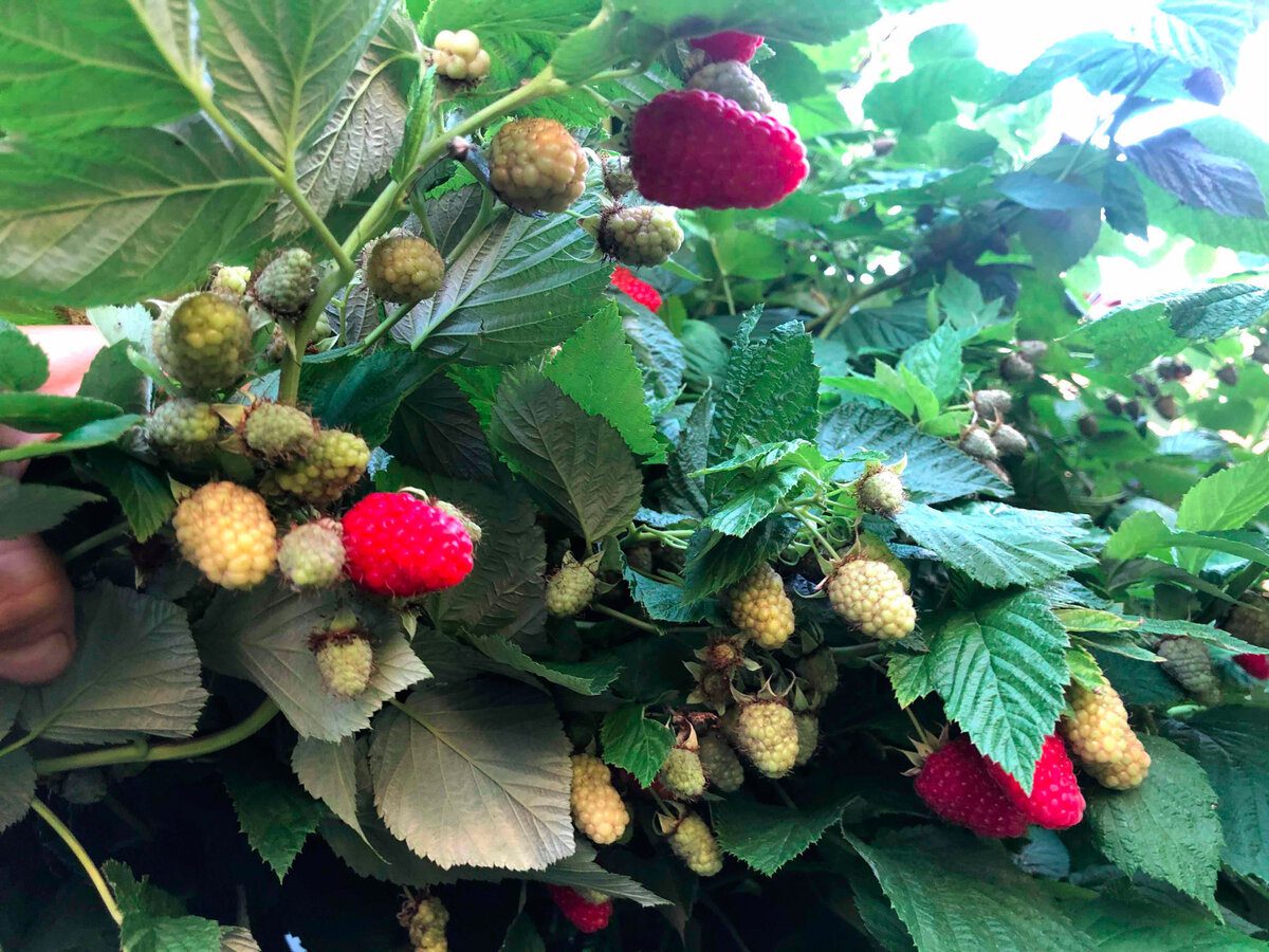 Садівники розповіли, яке підживлення для малини допоможе виростити солодкі та великі ягоди