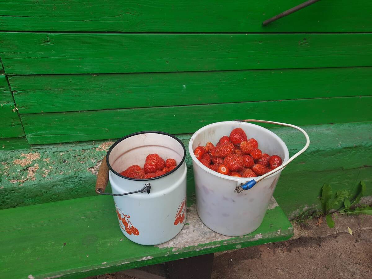 Садівники порадили, чим поливати полуницю, аби ягоди були солодкими та соковитими після