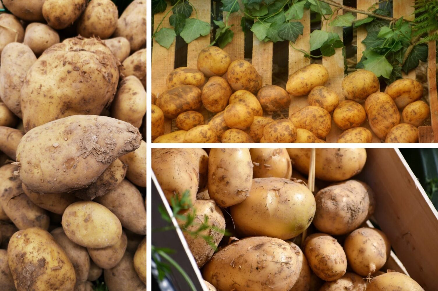 Агрономи розповіли, який сорт бульби є найурожайнішим для вирощування в Україні