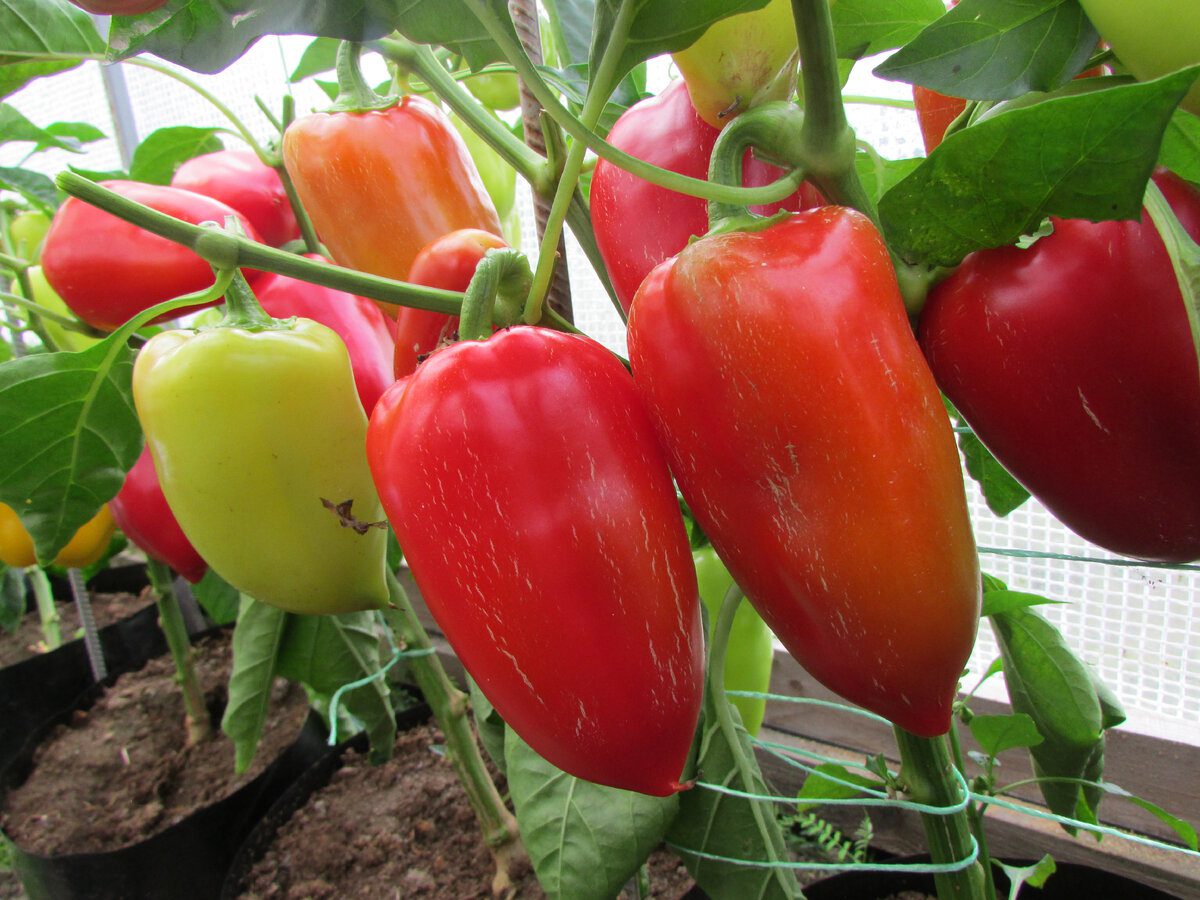 Городники порадили, яке добриво додати в лунку для солодкого перцю, аби була висока врожайність