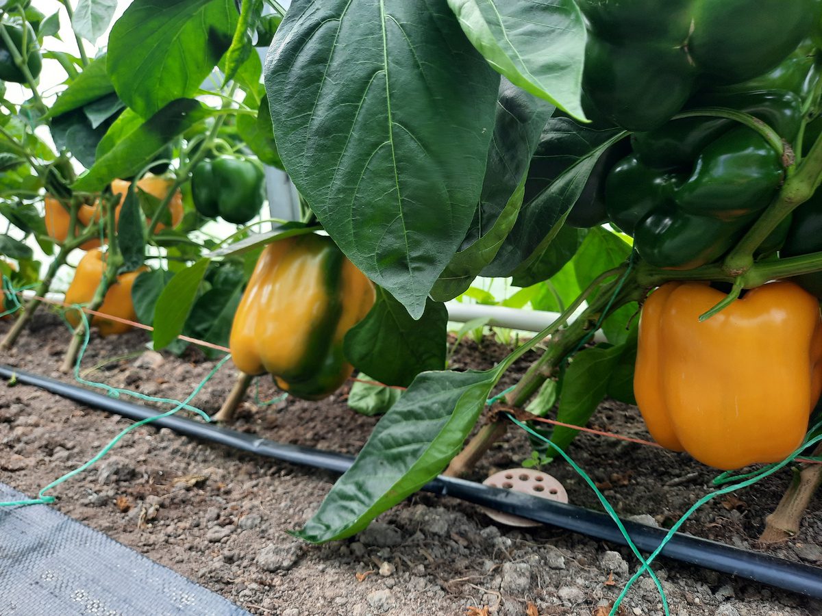 Городники порадили, яке добриво додати в лунку для солодкого перцю, аби була висока врожайність