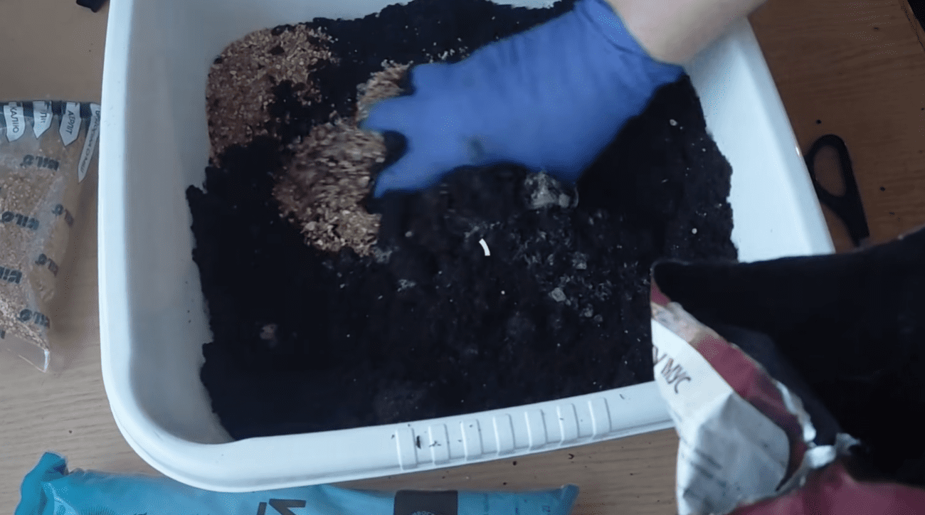 Городники розповіли, що треба зробити з томатами до пікірування – обов'язково