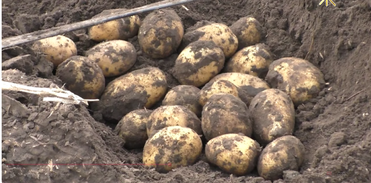 Городники назвали сорт картоплі, яка дає великий урожай і в зливу, і в спеку