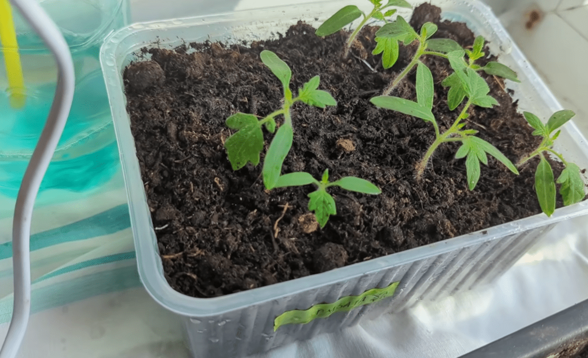 Садівники розповіли про найефективнішу підгодівлю для молодих перців та томатів