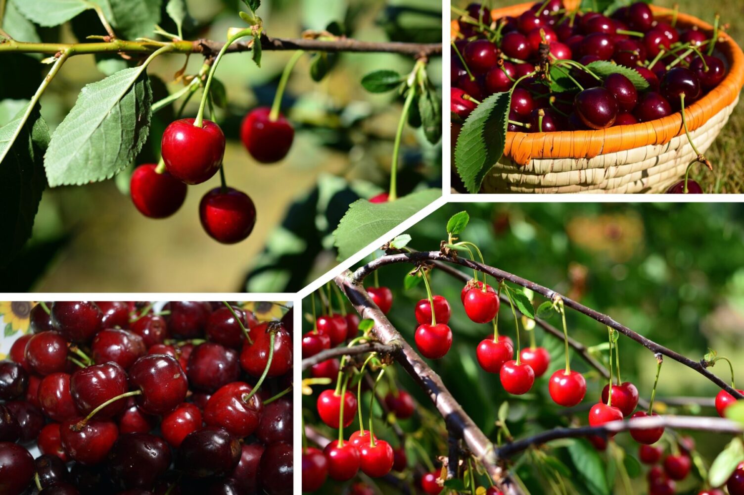 Агроном розповів, яку вишню обрати для посадки на городі 