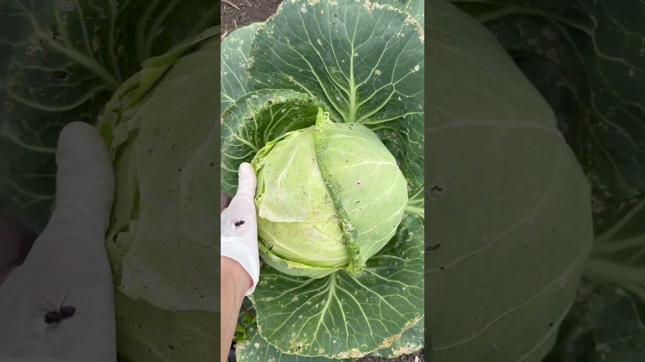 Агрономи розповіли, як захистити розсаду капусти від чорної ніжки