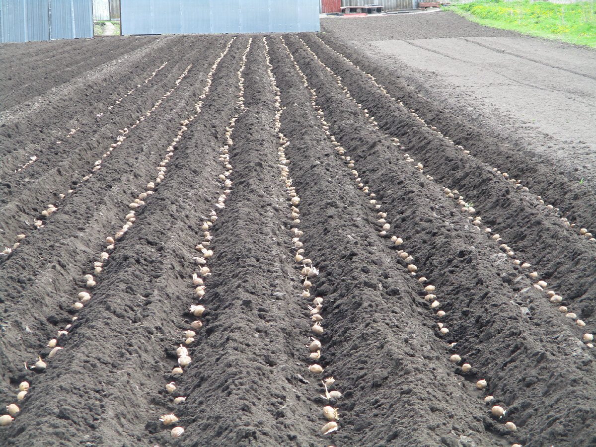 Городники розповіли, коли садити картоплю: до чи після Великодня