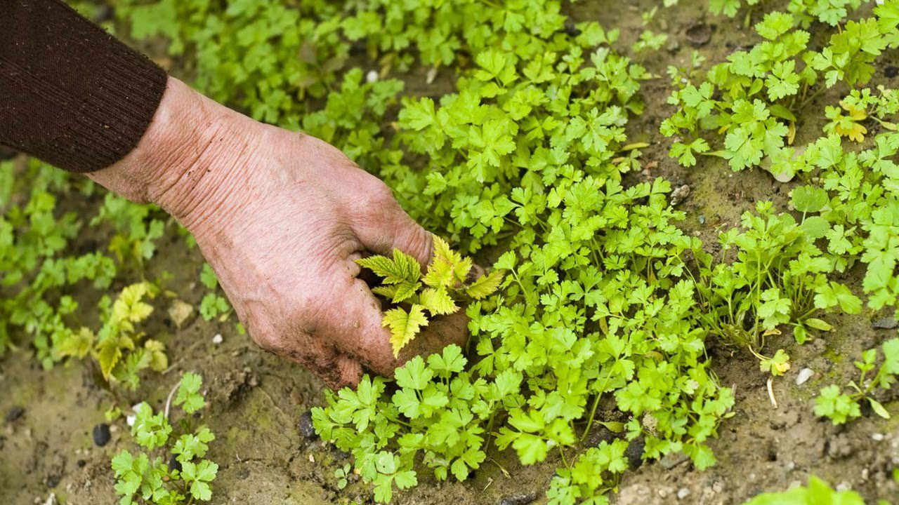 Експерти порадили перевірений спосіб очистити ділянку від бур'янів швидко і без особливого клопоту