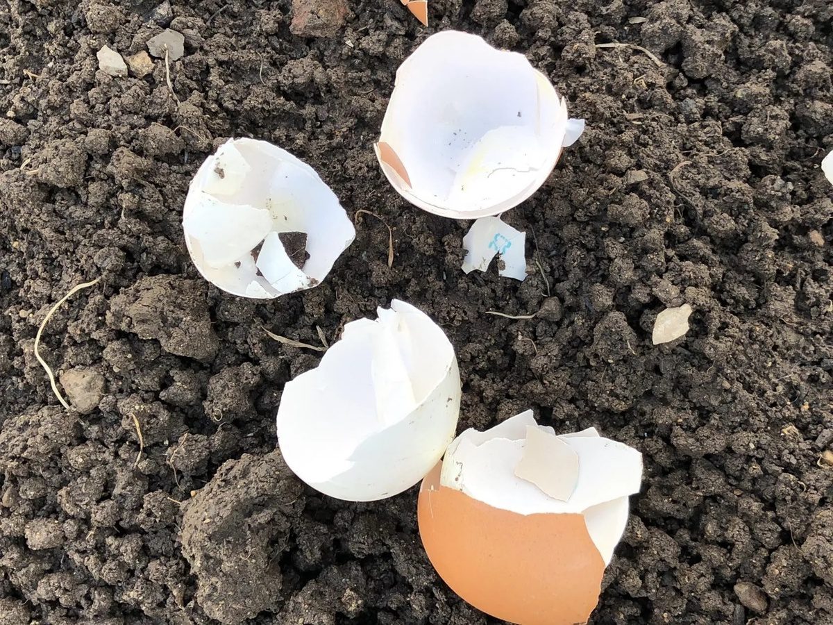 Городники розповіли, чим підживити полуницю навесні без витрат