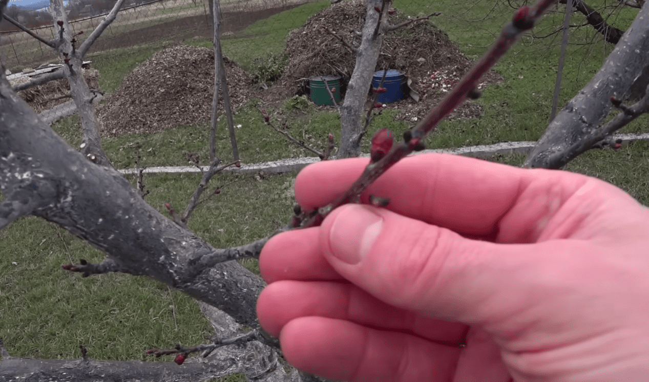 Садівники розповіли про комплексну весняну обробку саду від моніліозу
