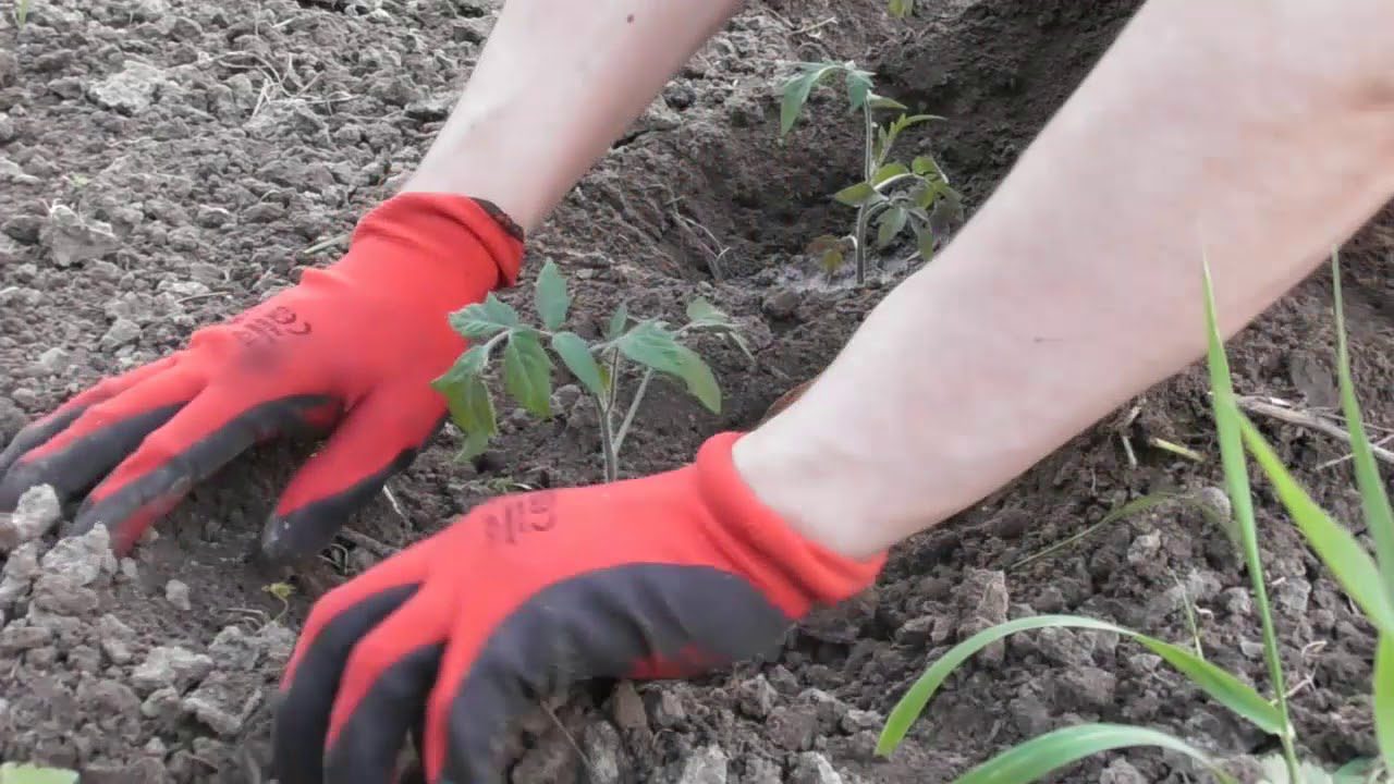 Аграрії назвли сприятливі дати в 2026 році, щоб посіяти розсаду томатів