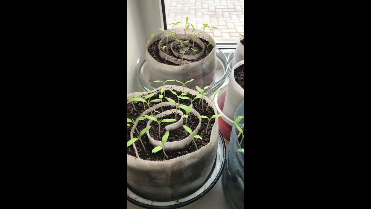 Аграрії назвли сприятливі дати в 2026 році, щоб посіяти розсаду томатів