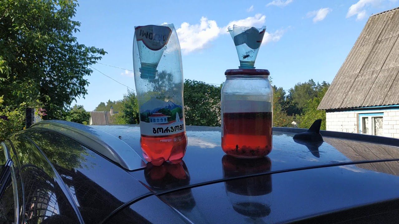 Городники розповіли, як використовувати пластикові пляшки для боротьби з осами