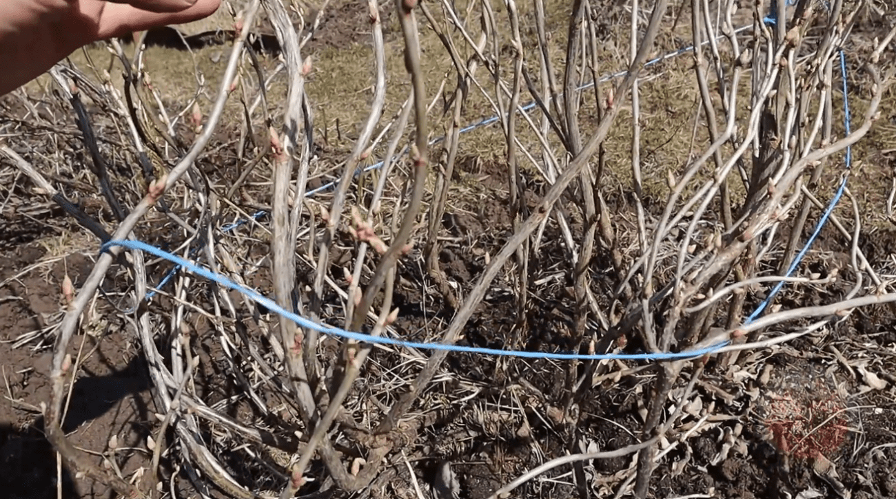 Садівники розповіли, що потрібно обов'язково зробити зі смородиною у березні Садівники розповіли, що потрібно обов'язково зробити зі смородиною у березні