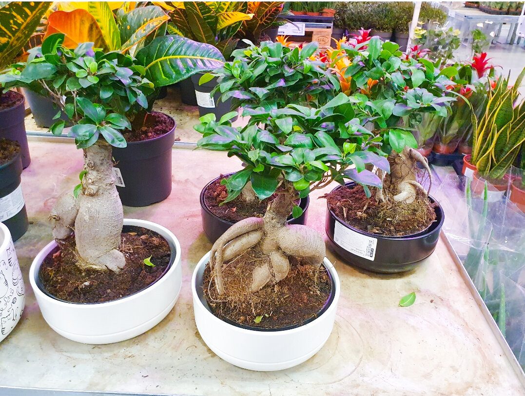 Експерти пояснили, як правильно поливати фікус, аби він красиво ріс, а коріння не гнило