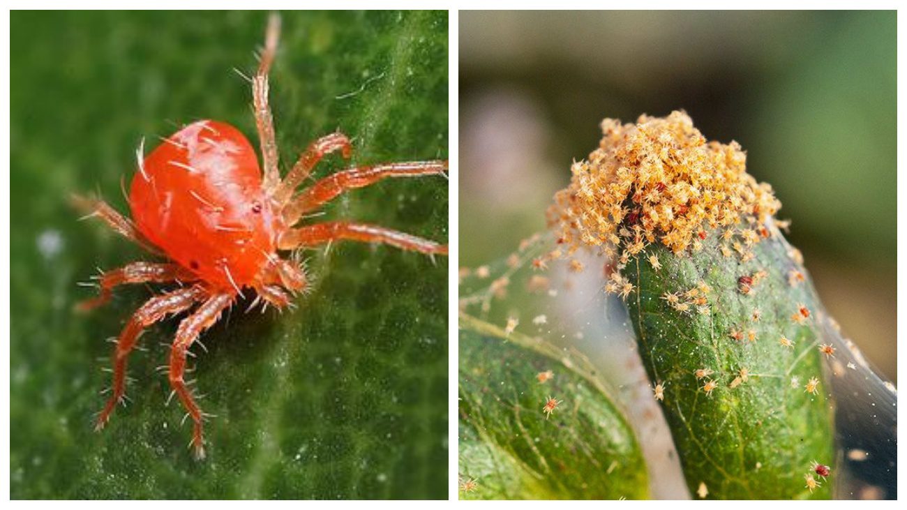 Городники розвінчали міф щодо горілки проти павутинного кліща